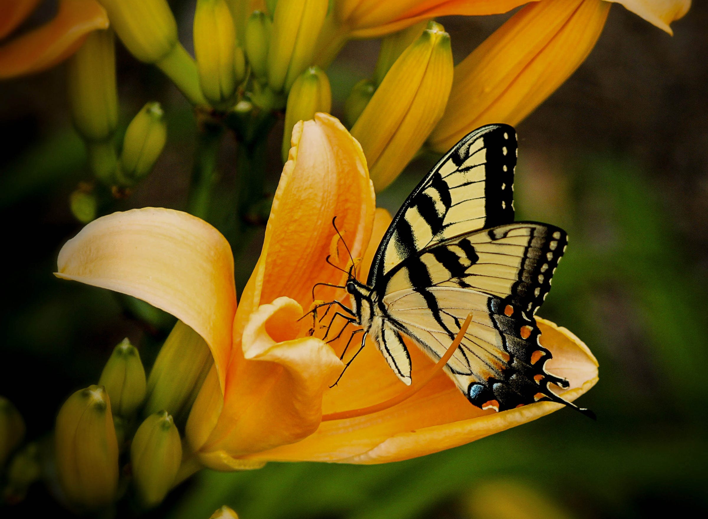 Nature and Wildlife Photography for Butterfly